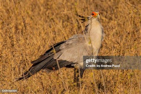 35 Secretary Bird Snake Stock Photos, High-Res Pictures, and Images ...