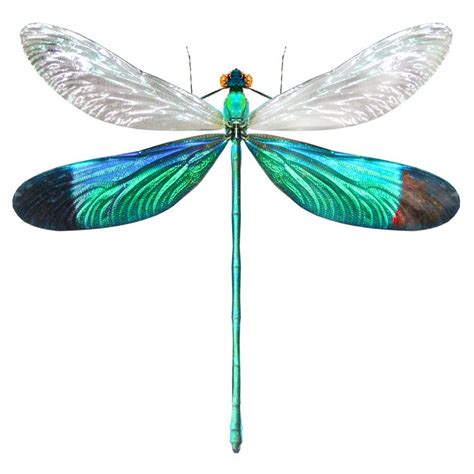 Neurobasis chinensis Dragonfly