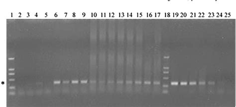 Figure 3 From Development Of A Combined Immunomagnetic Separation And