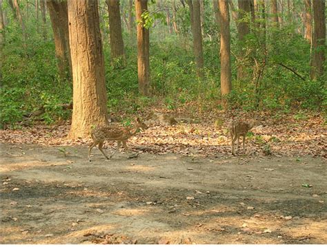 Wildlife Holidays at Jim Corbett National Park