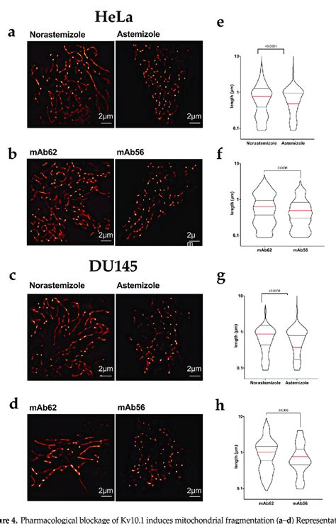 Pharmacological Blockage Of Kv10 1 Induces Mitochondrial Fragmentation