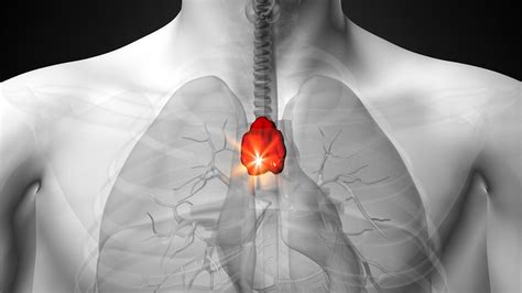 Thymus Anatomy