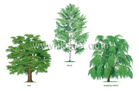 vegetable kingdom > tree > examples of broadleaved trees image - Visual ...