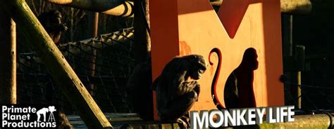 Monkey Life (TV series) - Alchetron, the free social encyclopedia