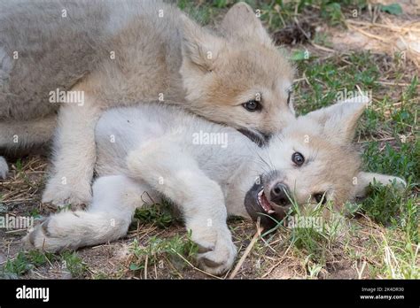 Arctic Wolf Pups Playing Stock Photo Alamy