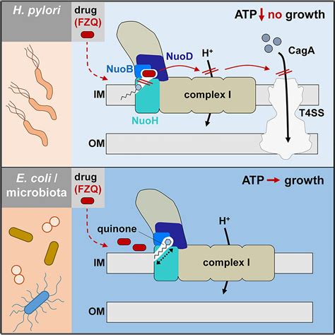 Researchers Make Progress In Battle Against Helicobacter Pylori And