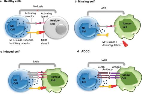 Nk Cells And Cancer Intechopen