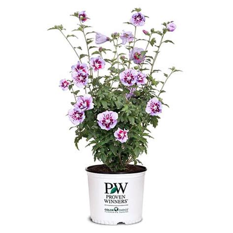 Proven Winners Hibiscus Purple Pillar Shrub Plants Direct To You