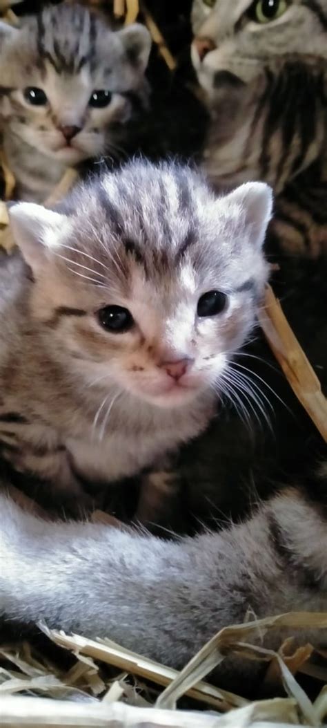 BKH Mix Katzen Cappeln Mischlings Kätzchen Deine Tierwelt de