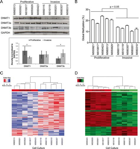 Phenotype Specific Expression Of Dnmts And Dna Methylation Patterns