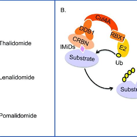 A Chemical Structures Of Thalidomide Lenalidomide And Pomalidomide Download Scientific