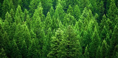 Forest Of Lush Green Pine Trees In Wilderness Mountains Rugged Forrest