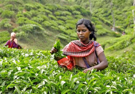 Beautiful Bangladesh: Srimangal : The Beauty of Tea Gardens