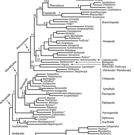 Summary Diagram Of Higher Level Arthropod Relationships Taxonomic