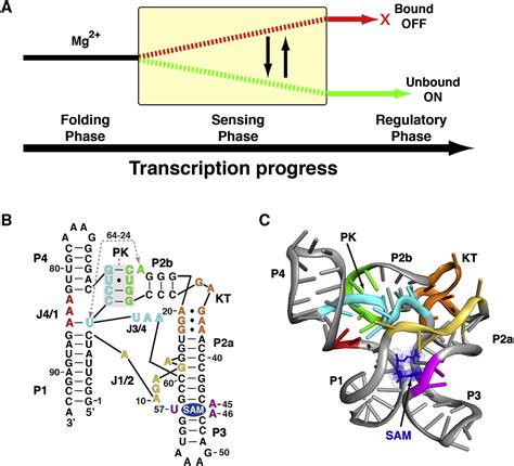 Free State Conformational Sampling Of The Sam I Riboswitch Aptamer