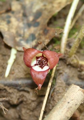 Asarum Canadense Canadian Wild Ginger Amy Buthod Flickr