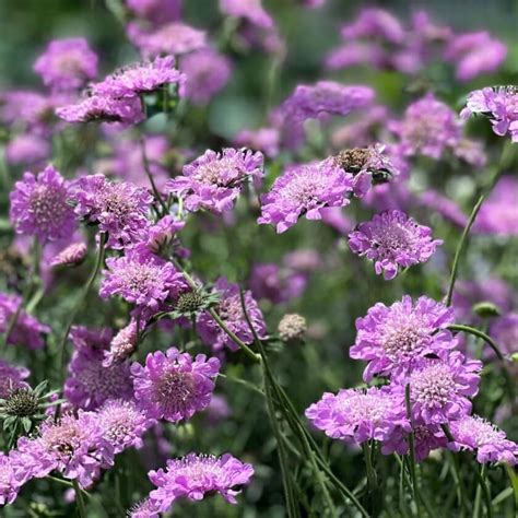 Tauben Skabiose Pink Mist Scabiosa Columbaria Pink Mist