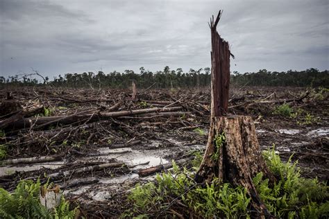 Palm Oil Plantation Deforestation