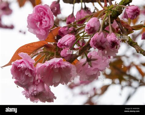 Beautiful Pink Flowering Cherry Blossoms With Double Flowers Pink