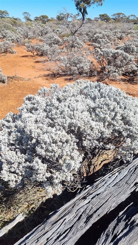 Bluebush Daisy From Norseman WA 6443 Australia On 01 February 2024 At