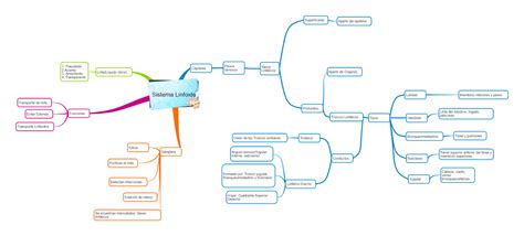 Sistema Linfoideanatomía Topográfica Esquemas Y Mapas Conceptuales De Anatomía Docsity