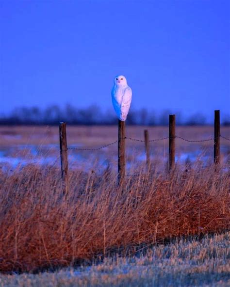 Snowy Owl By Mark Jinks Photography Vogels