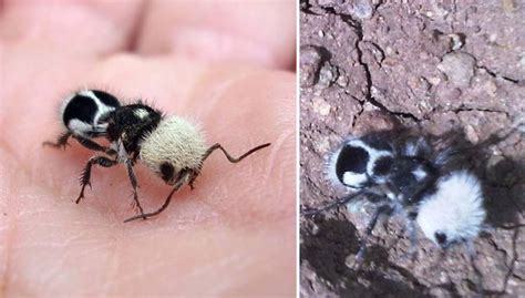 This Cute Panda Ant Is Actually A Cow Killer” Wasp Bored Panda