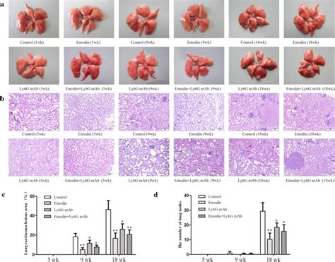 Emodin Prevents Lung Carcinoma Lesions And Carcinogenesis During