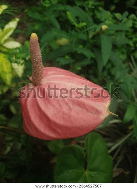 Anthuriums Listed Nasas Air Purifying Plants Stock Photo