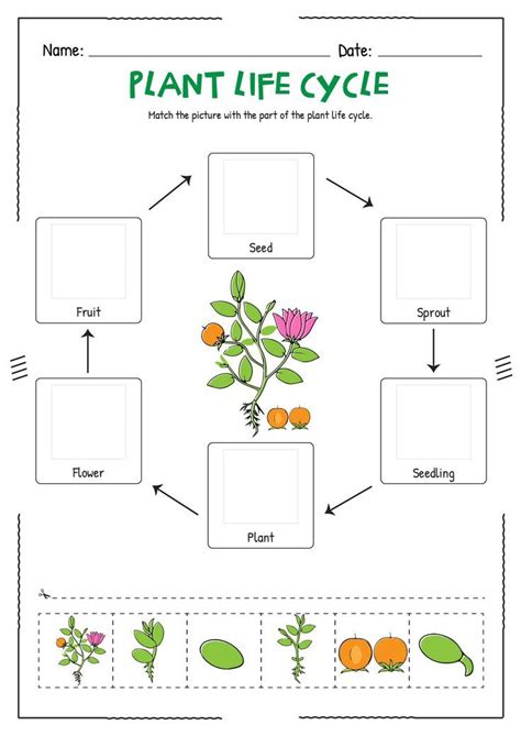 Plant Life Cycle Worksheet Kindergarten Artofit