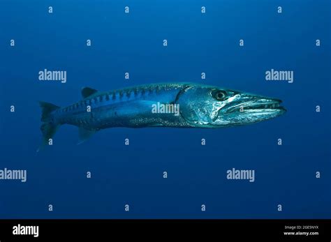 Great Barracuda Sphyraena Barracuda Indo Pacific Bali Indonesia