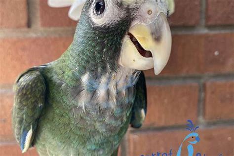 Baby White Capped Pionus Available At Parrot Stars