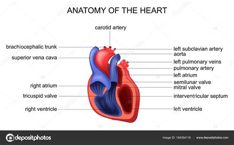 Anatomía Del Corazón Vector Gráfico Vectorial © Artemida Psy Imagen