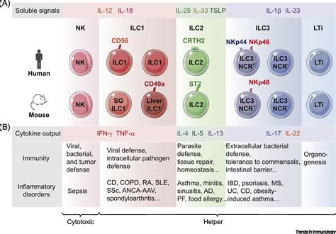 Helper Like Innate Lymphoid Cells In Humans And Mice Trends In Immunology