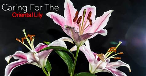 Oriental Lily Care: Growing Fragrant, Showy Oriental Lilies