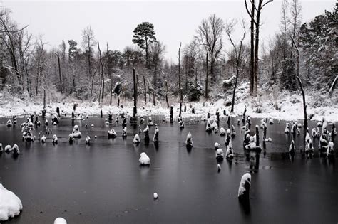 Snow Swamp Stock Image Image Of Freeze Blizzard Pristine 17608851