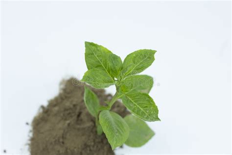 Brote Verde Que Crece A Partir Del Suelo Aislado En Fondo Blanco Imagen