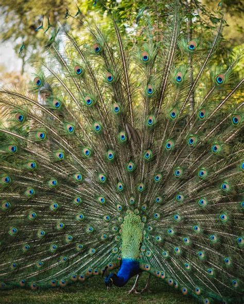 This Beautiful Wild Peacock Lives In Londons Holland Park R London