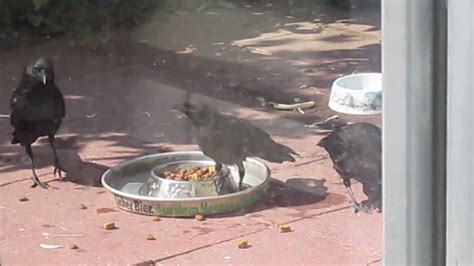 3 Crows Eating Dog Food Youtube