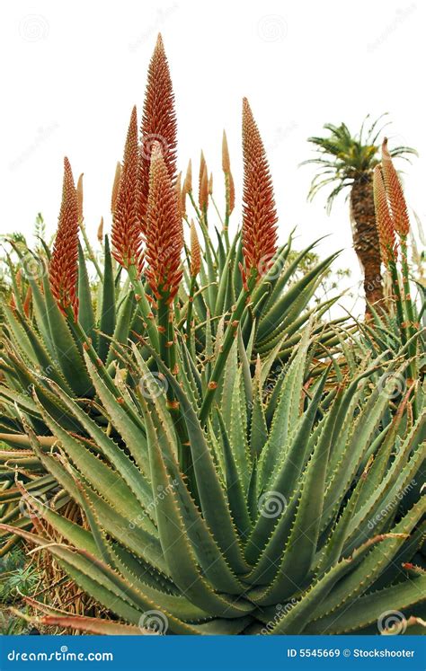 Orange Flowers On Aloe Succulent Plant Stock Image Image Of Aloe