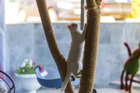 Garras De Gato No Poste De Arranhar Contra O Fundo Da Janela Foto Premium