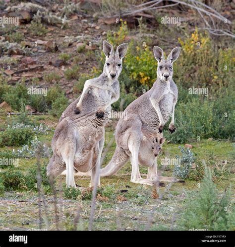 Two Female Red Kangaroos Macropus Rufus With Joeys In Their Pouches