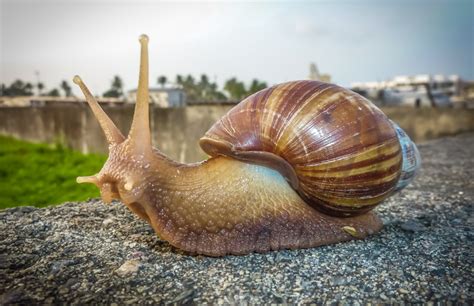 C Mo Identificar Y Controlar Al Caracol Gigante Africano