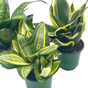 Sansevieria Trifasciata Rosette Shaped Variety Bundle Set Of In