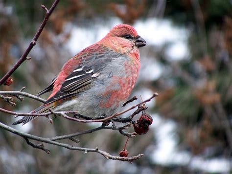 Pine Grosbeak photos and wallpapers. Collection of the Pine Grosbeak pictures