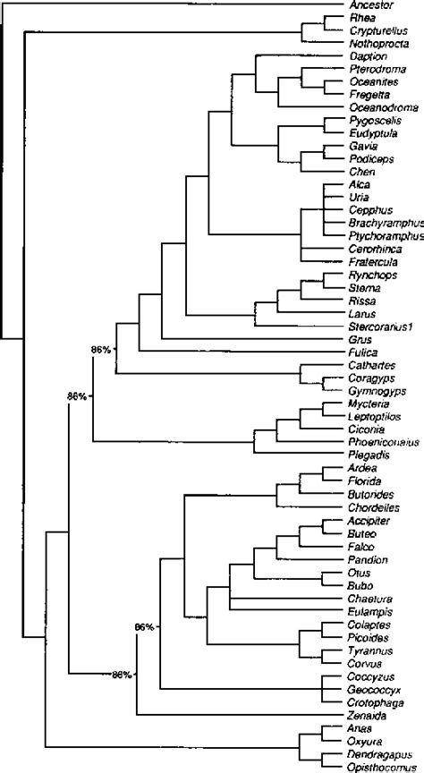 Figure From Phylogenetic Analysis Of Avian Parental Care Semantic