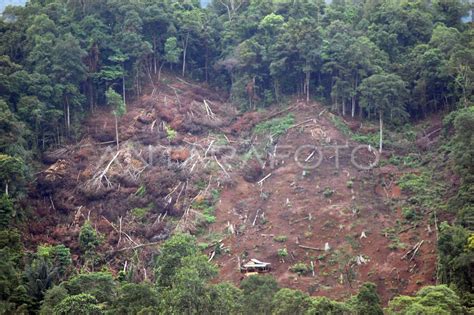 Perambahan Hutan Antara Foto