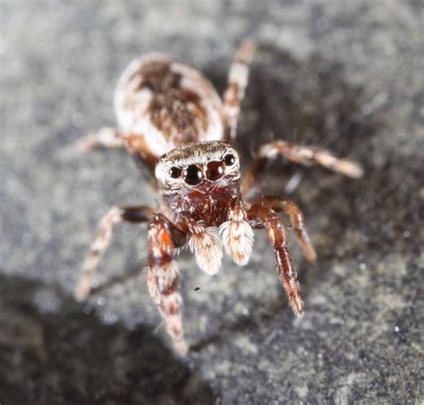 Jumping Spider Salticidae Nr Cairns Qld Australia Aus Flickr