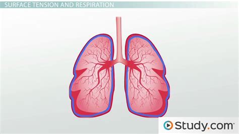 Pulmonary Surfactant | Function & Production - Lesson | Study.com