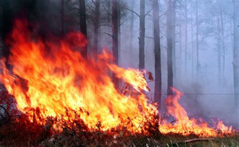 27 жовтня на Вінниччині сталося 11 пожеж в природних екосистемах